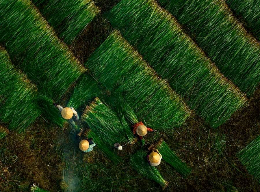 Aerial view of farmers wearing conical hats harvesting lush green crops in neatly arranged rows in a rural agricultural field.
